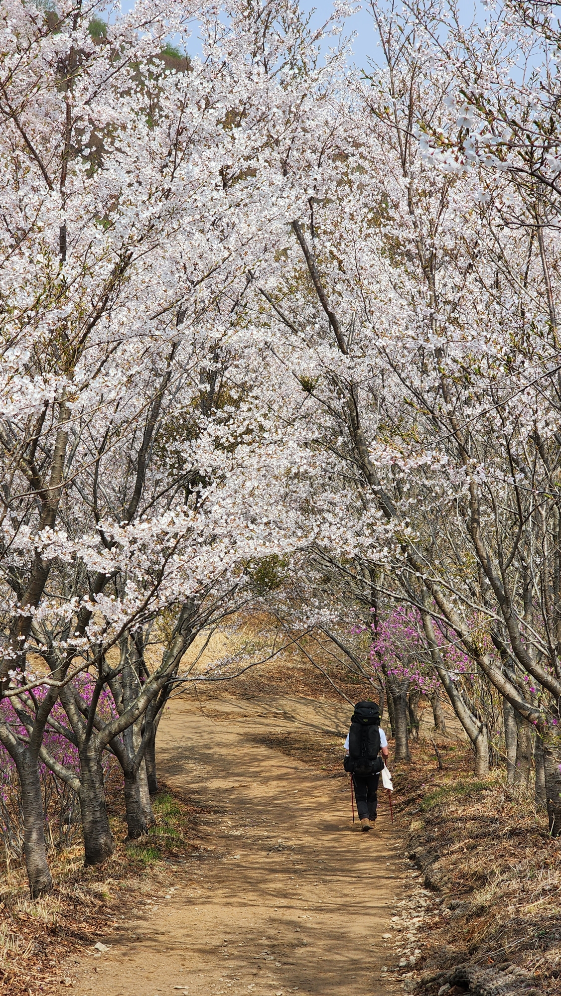 흐드러지는 벚꽃 속에 힘겹게 걸어가는 모습