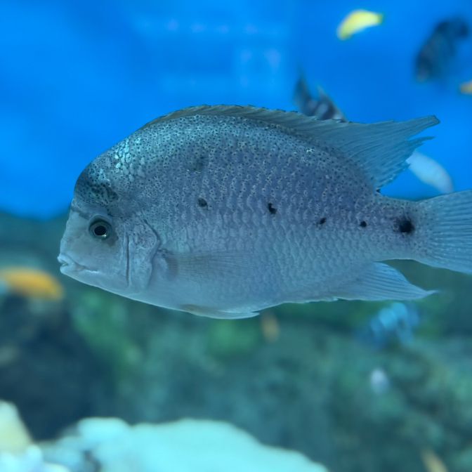 경포아쿠아리움