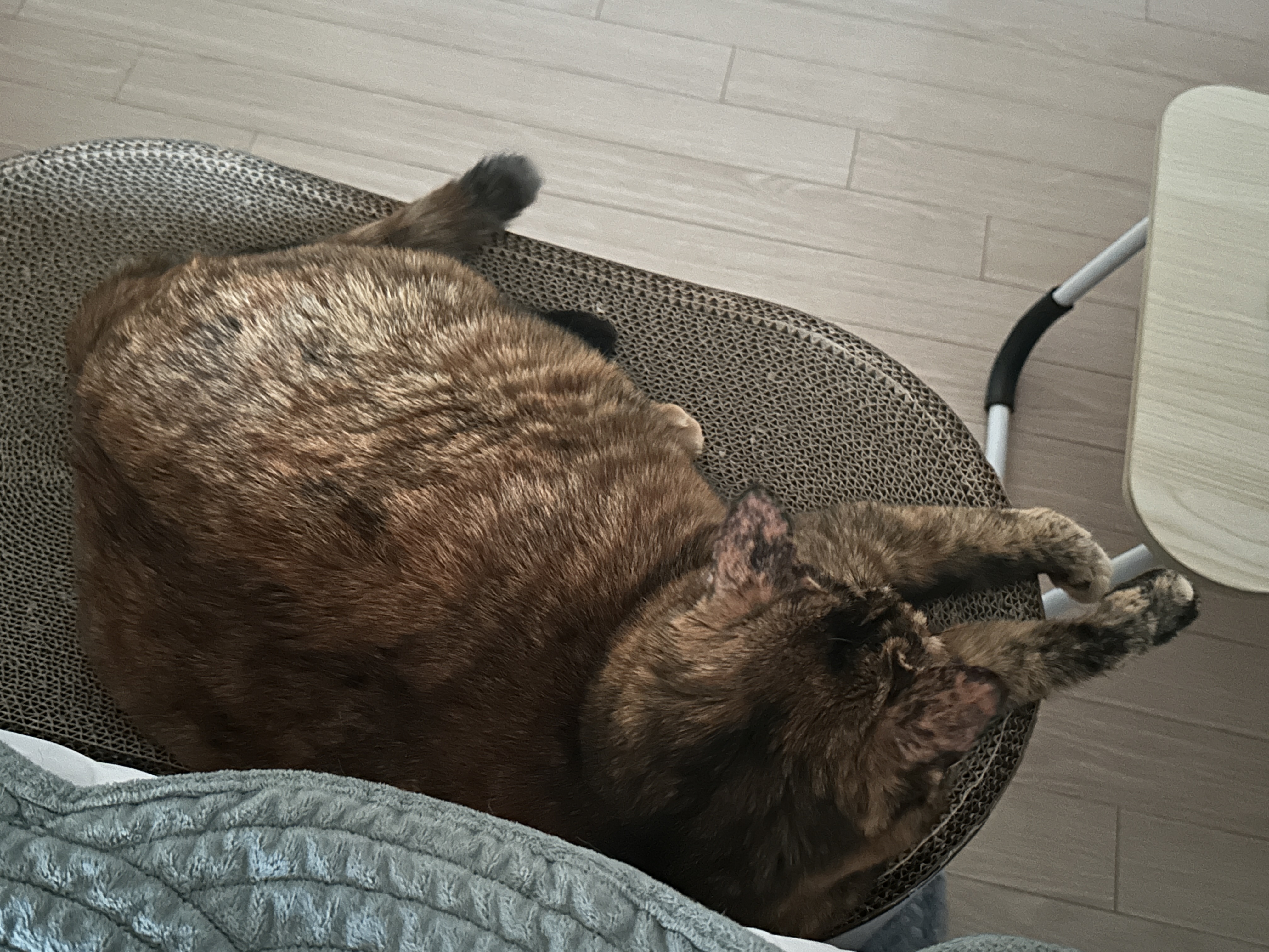 카오스_고양이_사랑이_위에서_봤을때