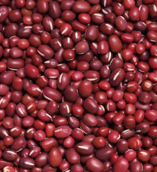 알부민 많은 음식