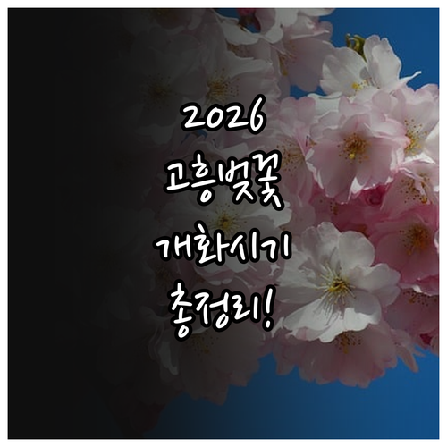 2026 고흥 벚꽃 개화 시기 명소 ..