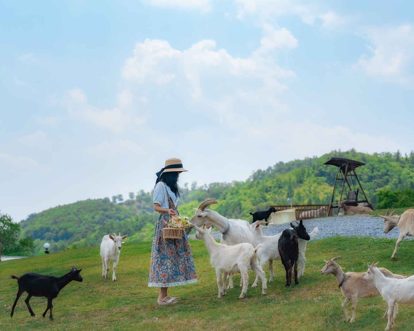 태백 몽토랑 산양목장
