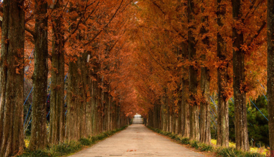 나주 산림자원연구소 메타세콰이어길 가을