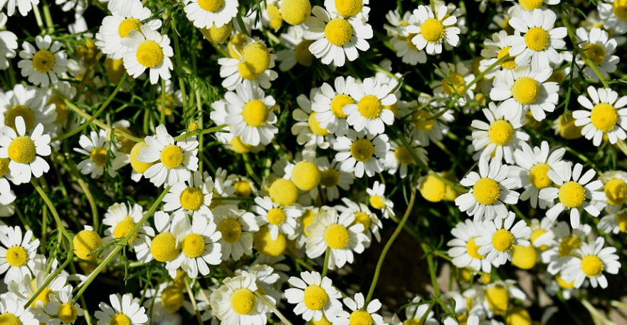 허브차의 종류 캐모마일 꽃이 활짝 펴 있다