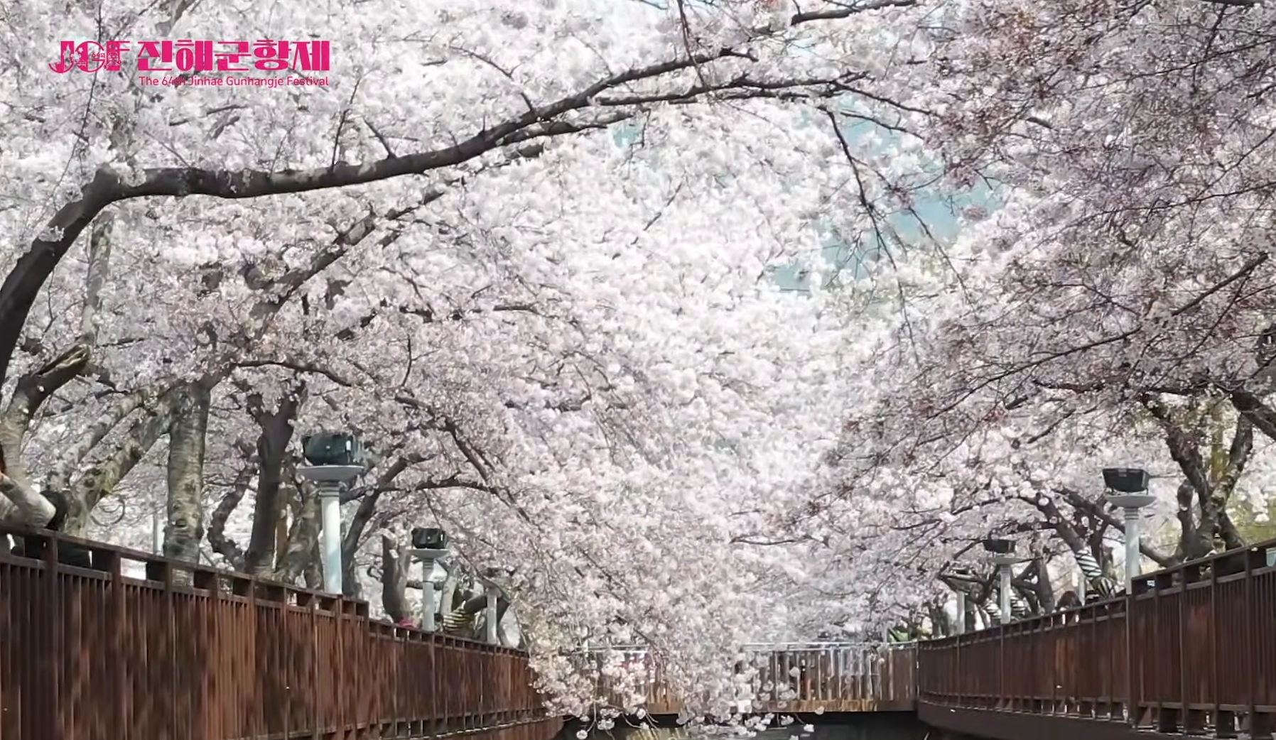 진해군항제 벚꽃 장면