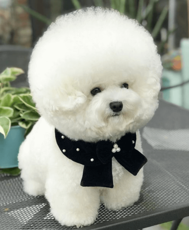 하얀-비숑프리제-강아지