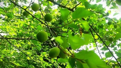 매화나무에-열린-매실-수확하기