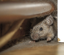 쥐 끈끈이로 쥐 잡기