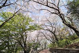 봄 나들이 벚꽃