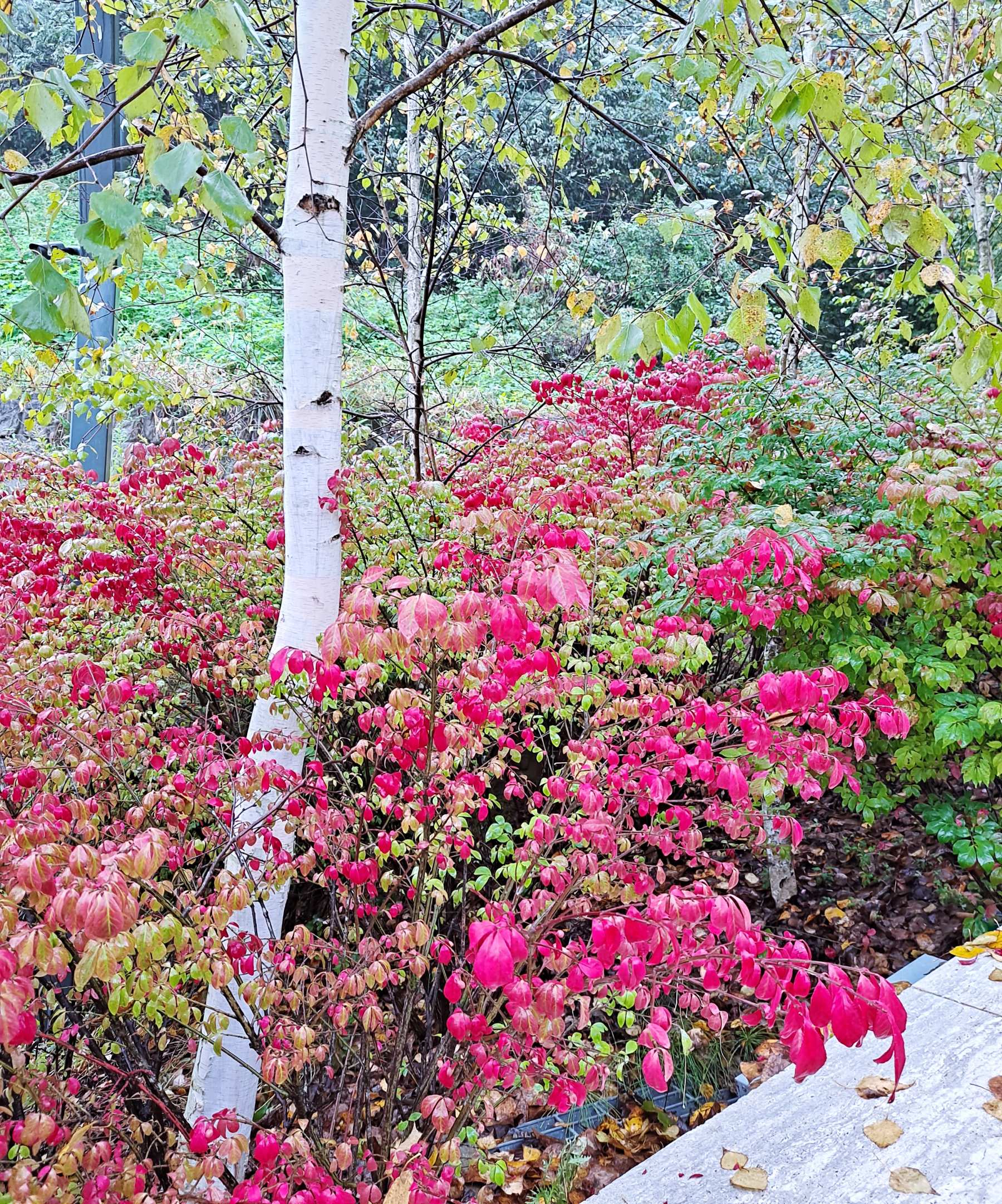 자작나무 앞 붉은꽃잎
