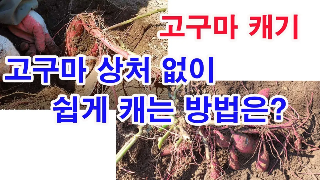 고구마캐는시기 딱 3가지 신호만 보세요 보관법까지 총정리로_5