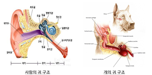 사람과 개의 귀의 구조표