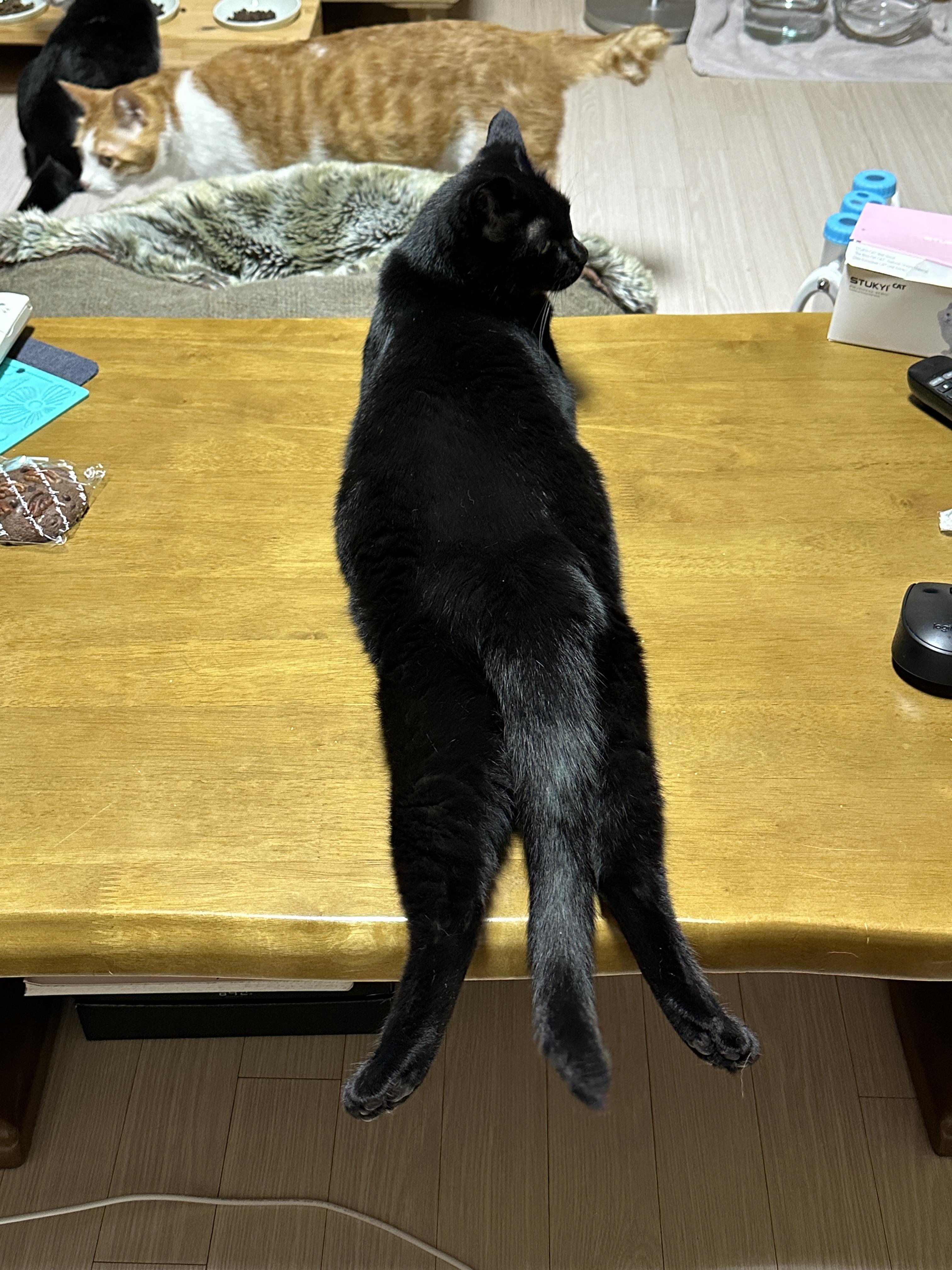 사냥놀이_후에_뻗어버린_올블랙고양이_건이