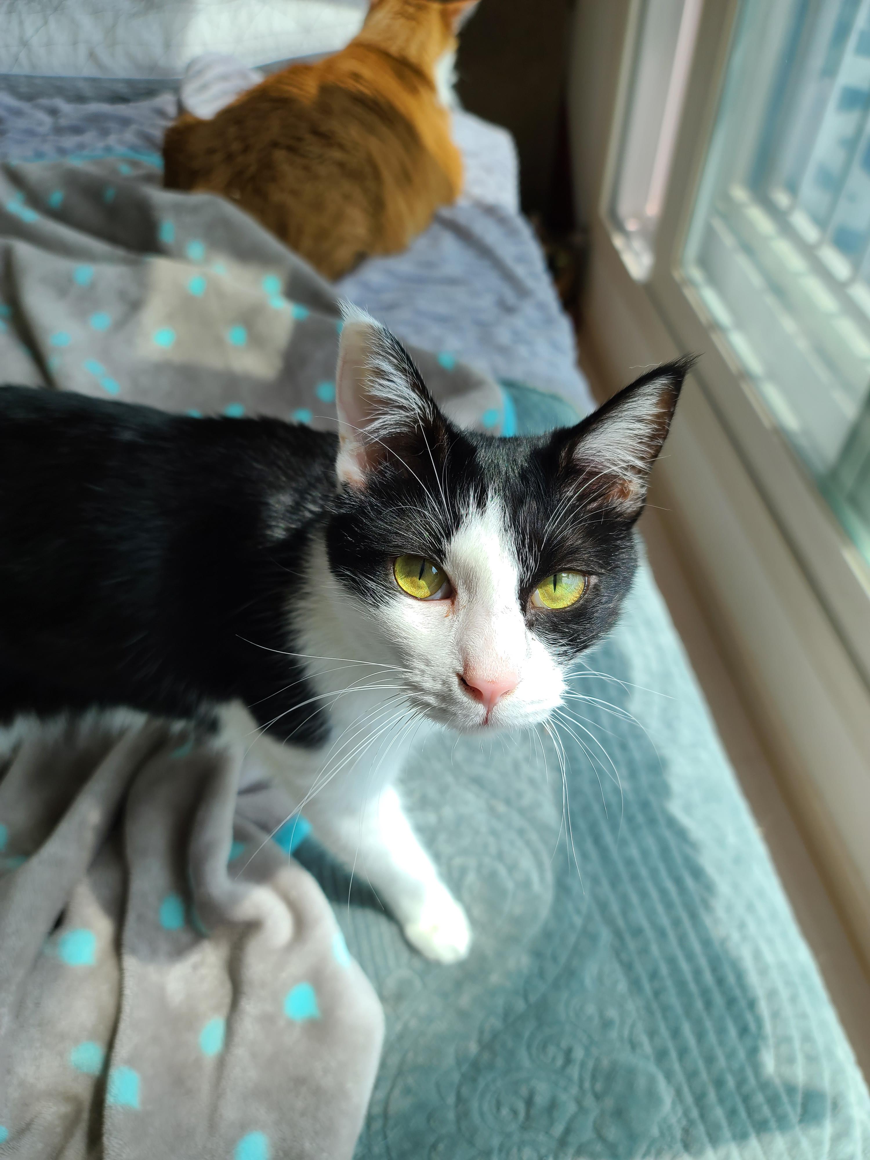 즐거운 추석! 우리 아홉냥이들 추석인사 받고 가세요~!