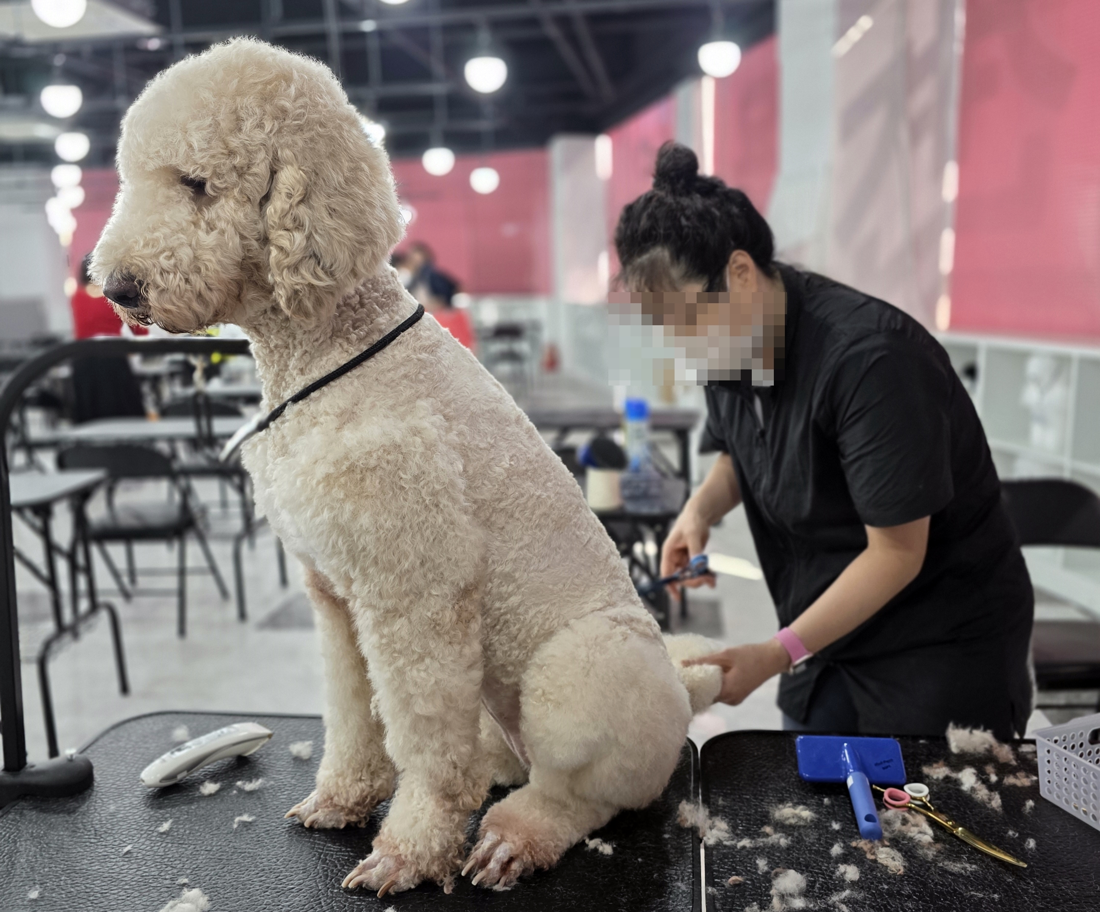 당진애견미용학원국비지원