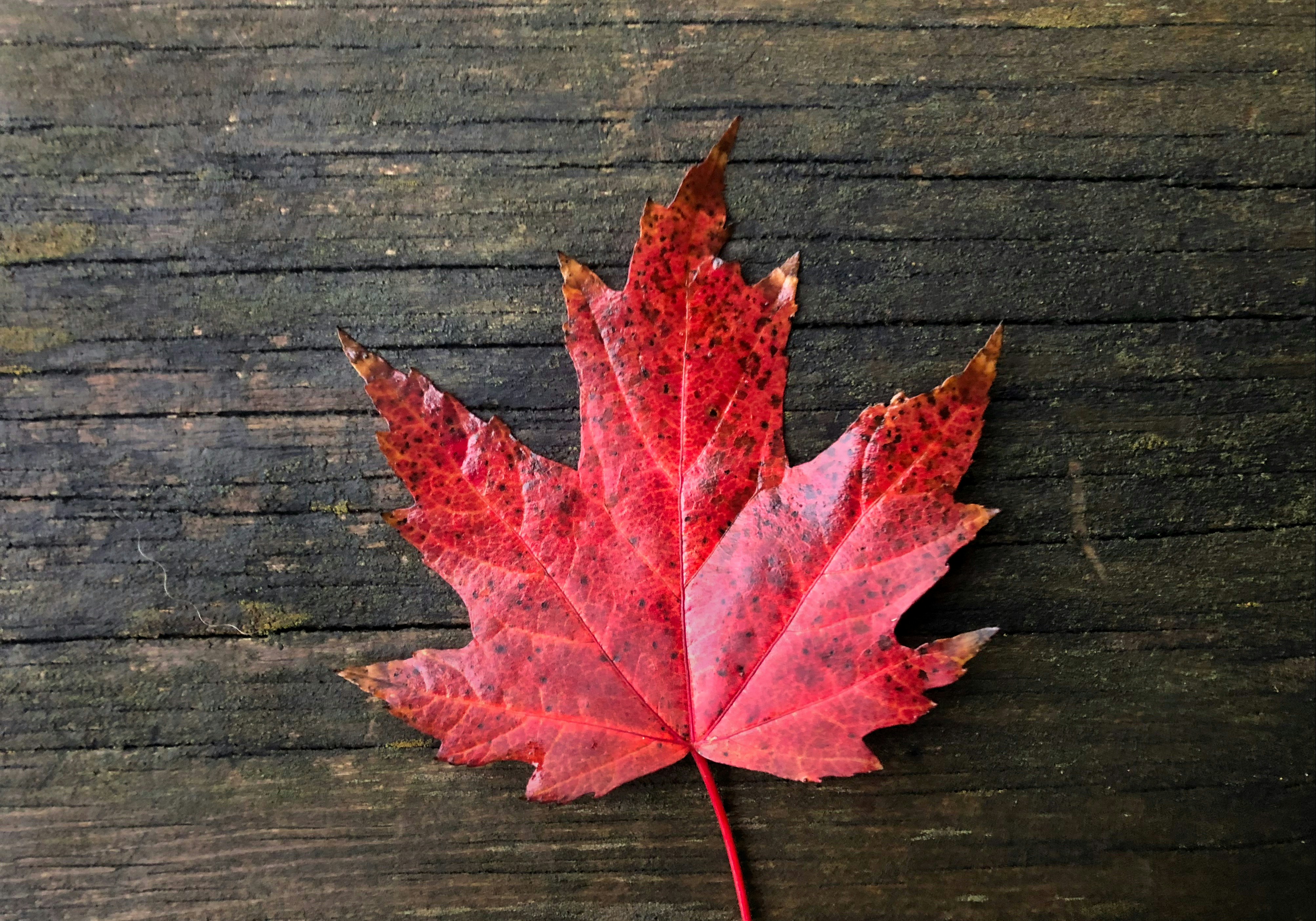 Canada Maple leaf