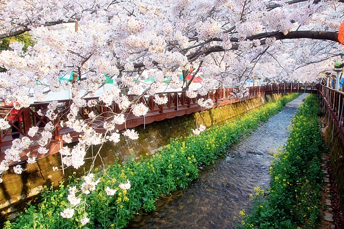 진해 군항제 가는 방법, 일정, 주차, 숙박