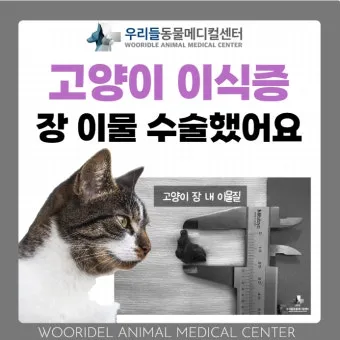 고양이 이식증 원인, 치료 방법, 주의 사항_30