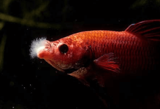 구피 질병 증상(백점병&amp;#44; 마우스펑기&amp;#44; 솔방울병 등)