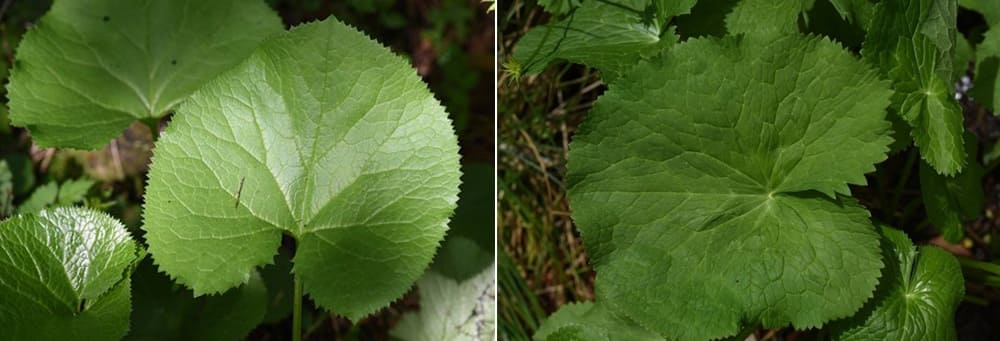 곰취vs동의나물