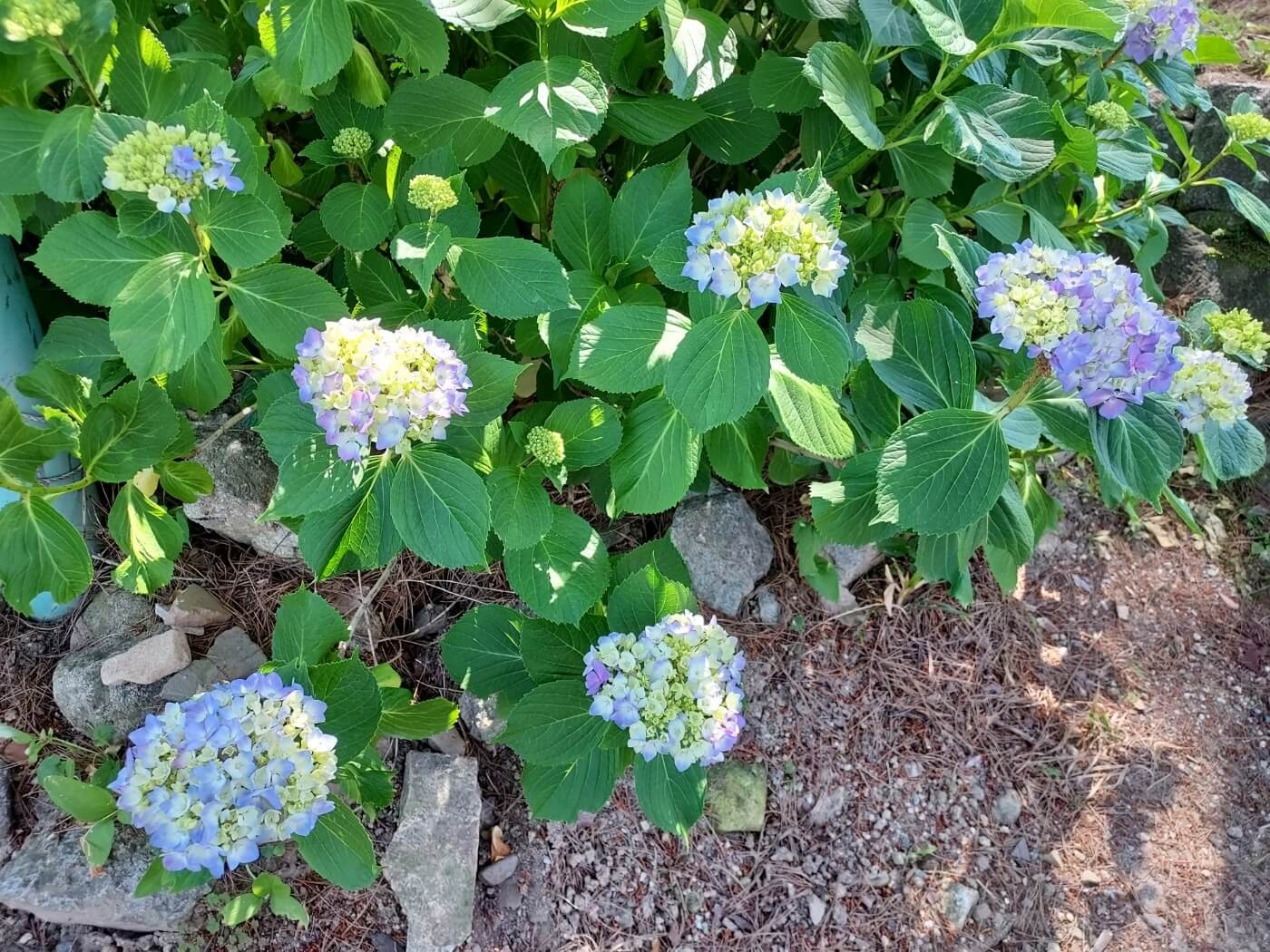 공주 계룡산 갑사 수국정원