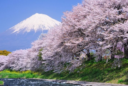 후지산 벚꽃