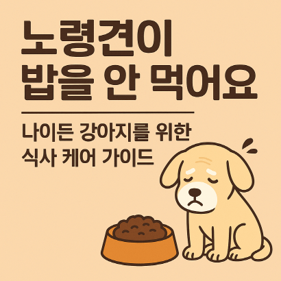노령견이 밥을 안 먹어요? 원인부터 대처까지 한 번에 정리!