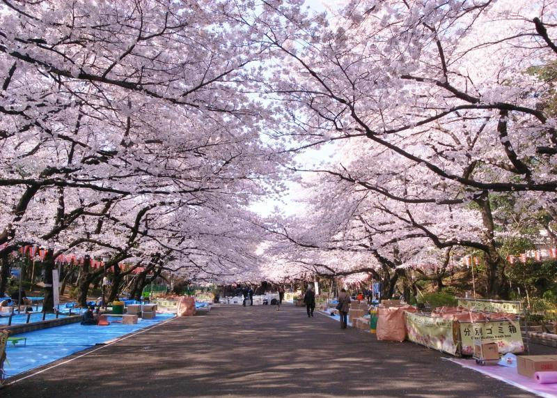 우에노공원 벚꽃 축제 일정