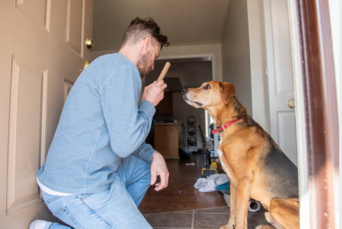 자주 짖는다면 반드시 훈련이 필요합니다.