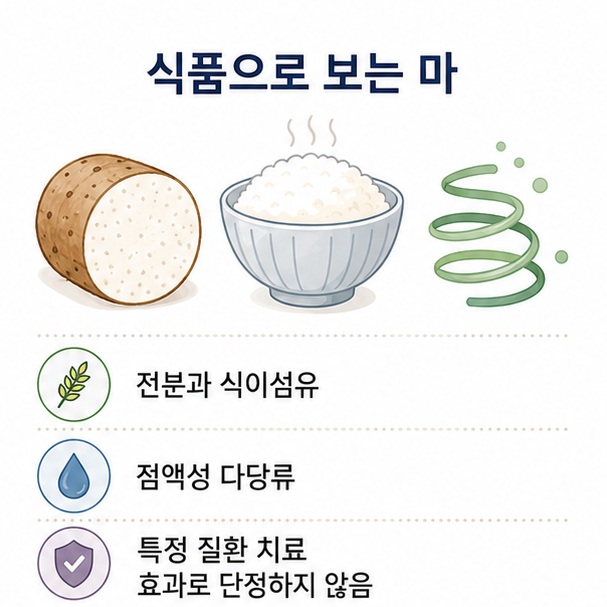 마를 전분과 식이섬유, 점액성 다당류 등을 섭취할 수 있는 식품으로 설명한 이미지