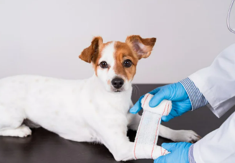 강아지 골절 종류, 증상, 수술 후 관리법 총정리