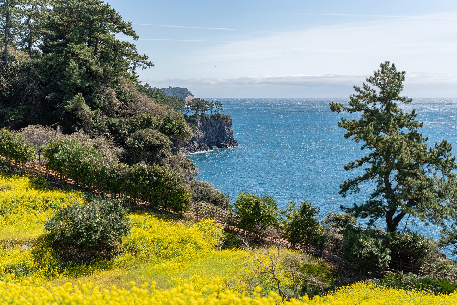 #JW가든 #JW메리어트제주 #댄싱두루미 #더플라잉호그 #아일랜드키친 #유채꽃 #제주사진 #제주여행 #제주유채꽃 #제주호텔