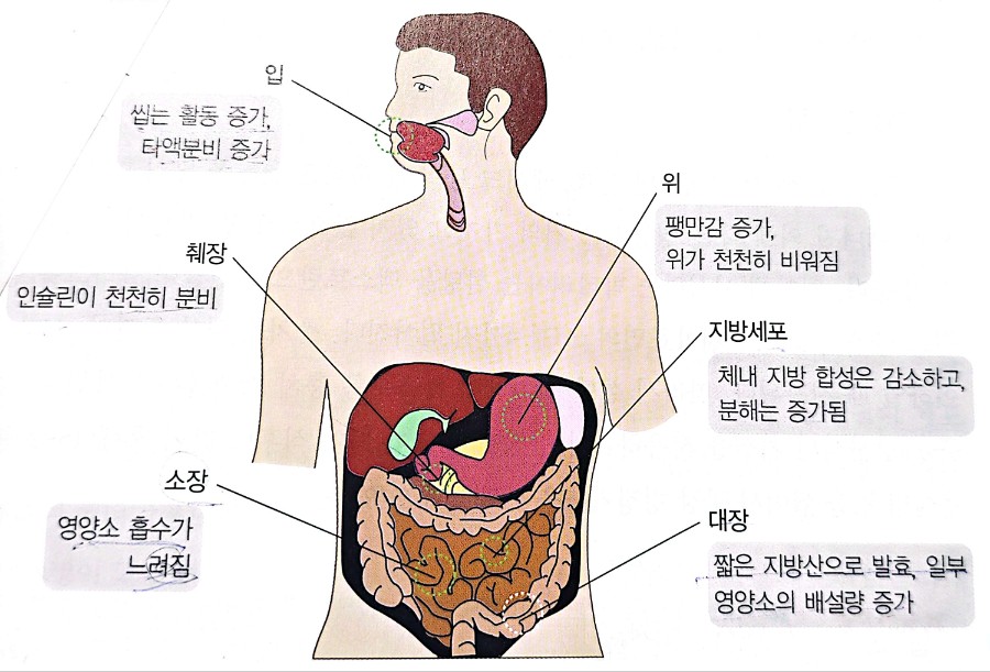 체내 각 기관에서의 식이 섬유소의 역할