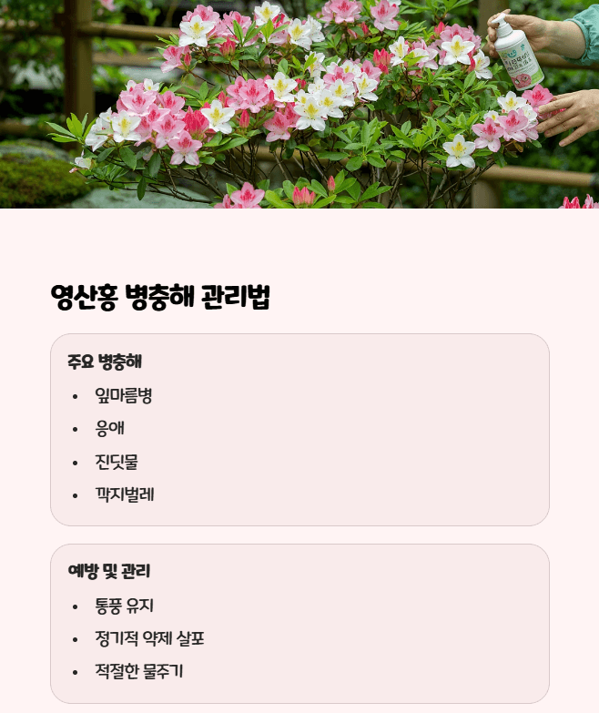영산홍