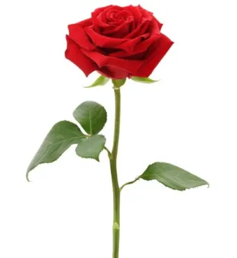 장미 삽목시기 삽목 방법 줄장미 넝쿨장미 색깔별 장미_7