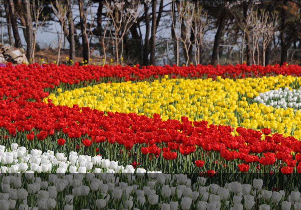 태안 튤립축제