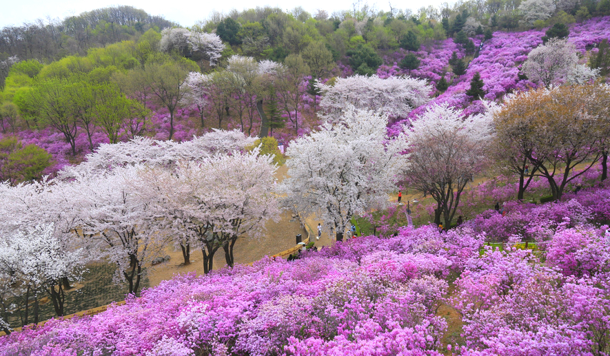 원미산 진달래 사진