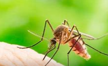 리프트밸리열 바이러스(Rift Valley Fever Virus, RVFV) 매개 모기