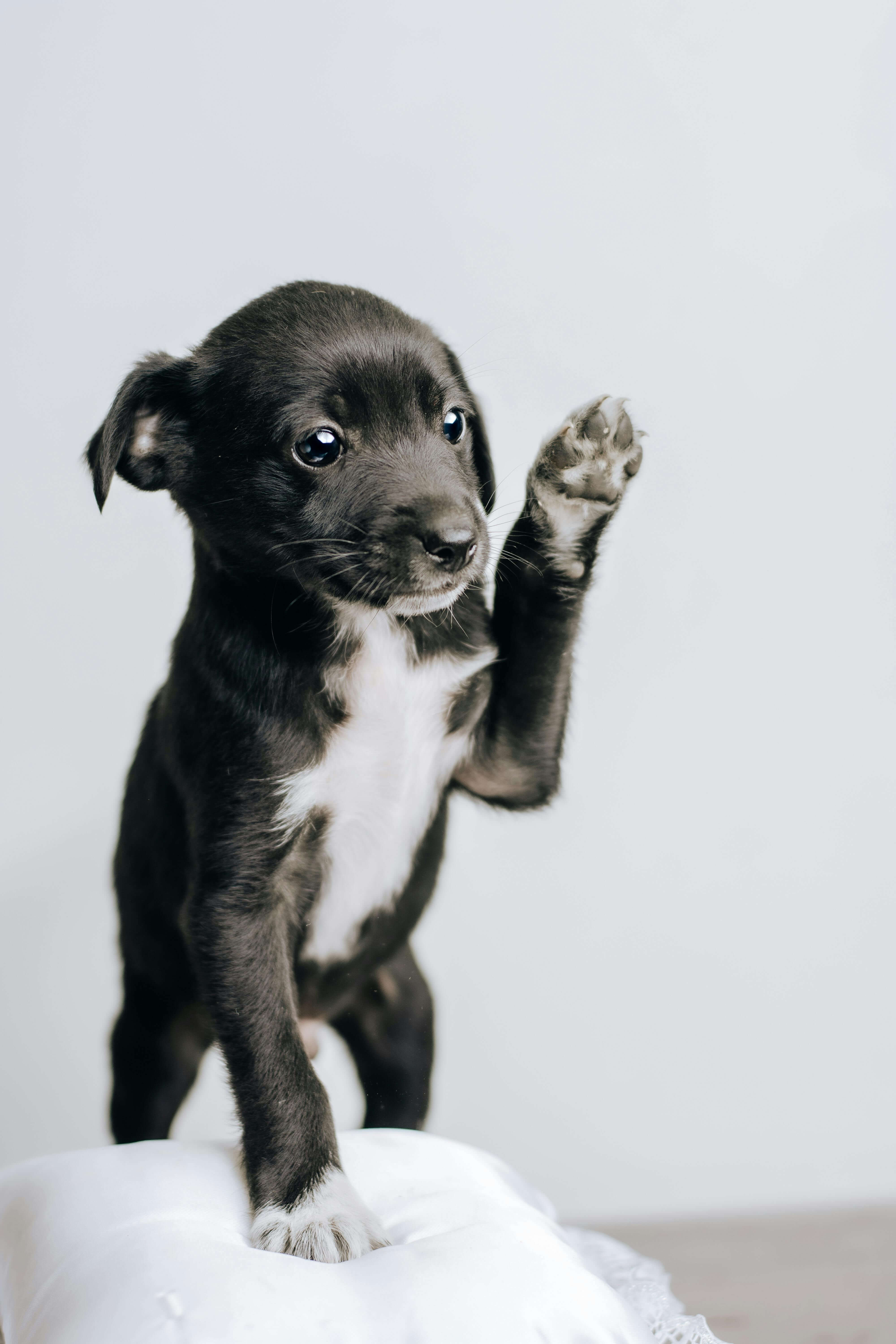 강아지 훈련 사진