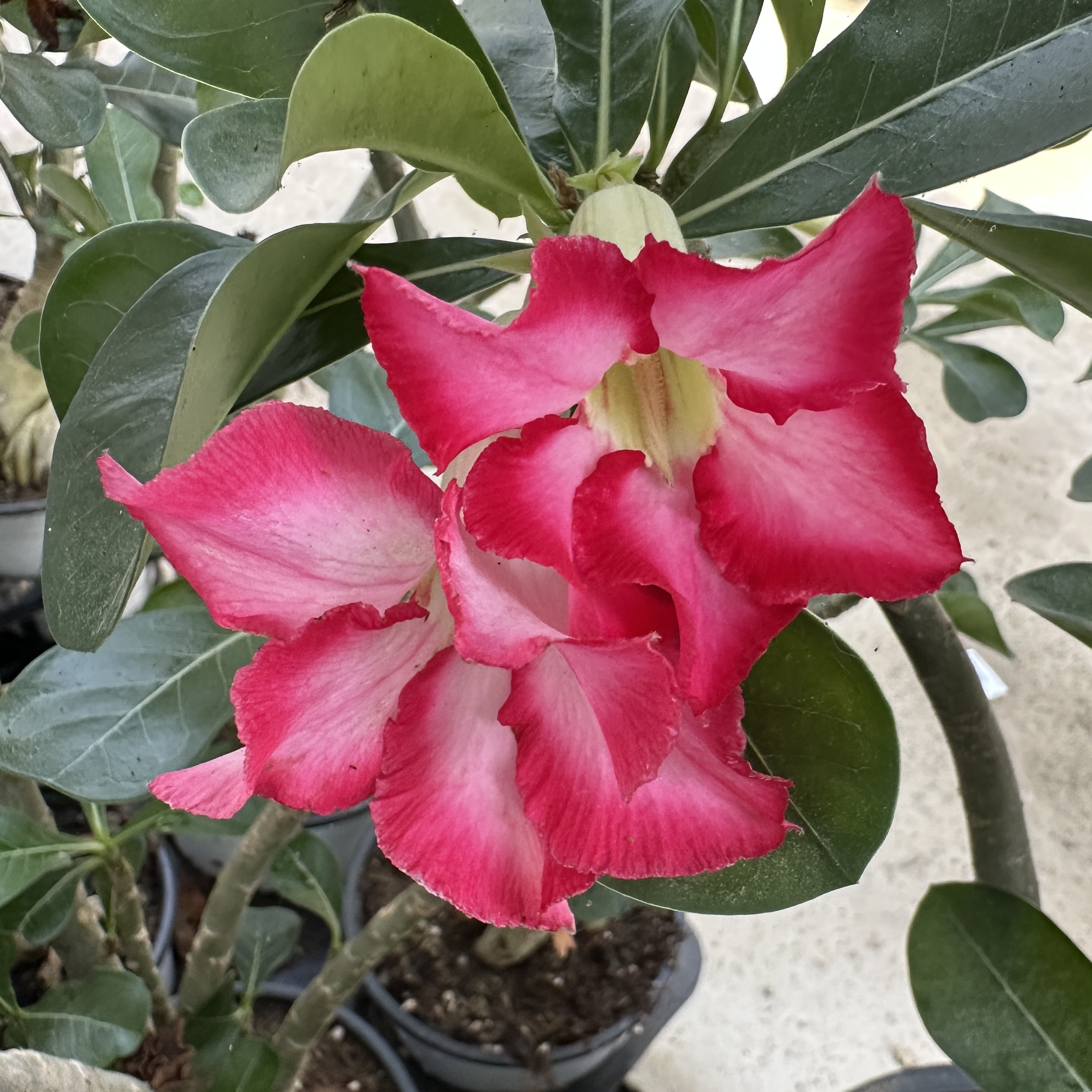 사막의장미 아데니움 크게 대품 키우기