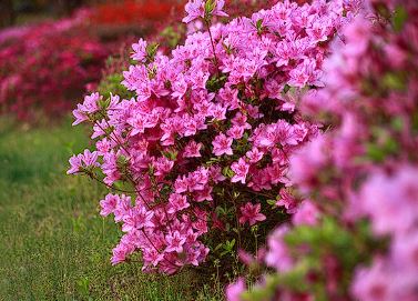 군포 철쭉축제 기간