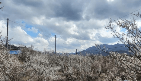 매화 축제 일정