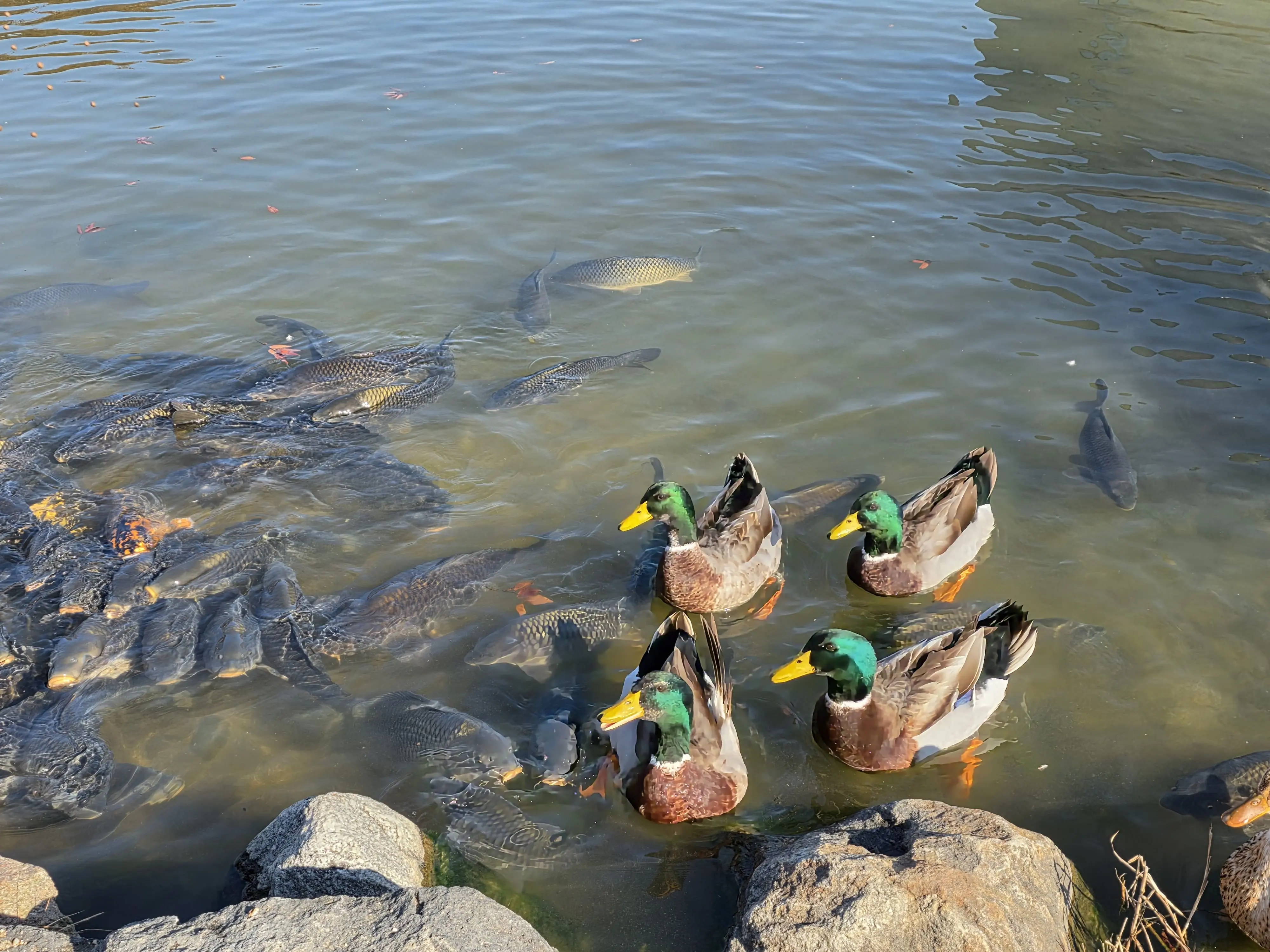 호수 가장자리에서 모여 있는 잉어와 청둥오리들