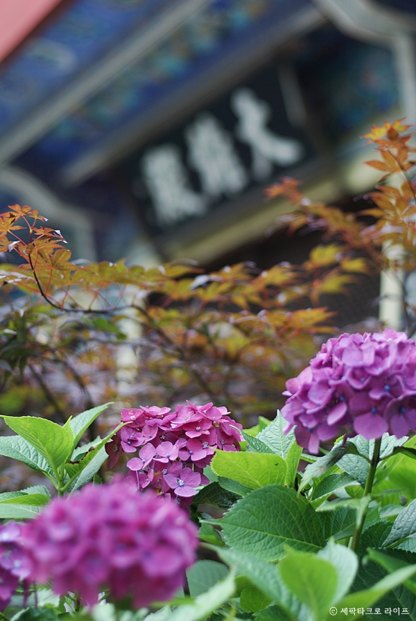 태종대수국사진