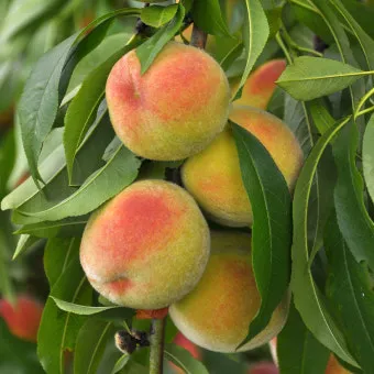 복숭아 나무 한살이 시기_3