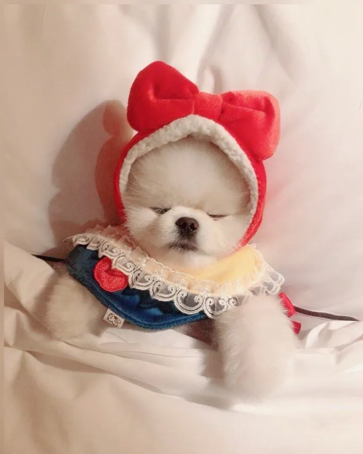 포메라니안 종류 18가지 털색깔 무늬 총정리 자료집_4