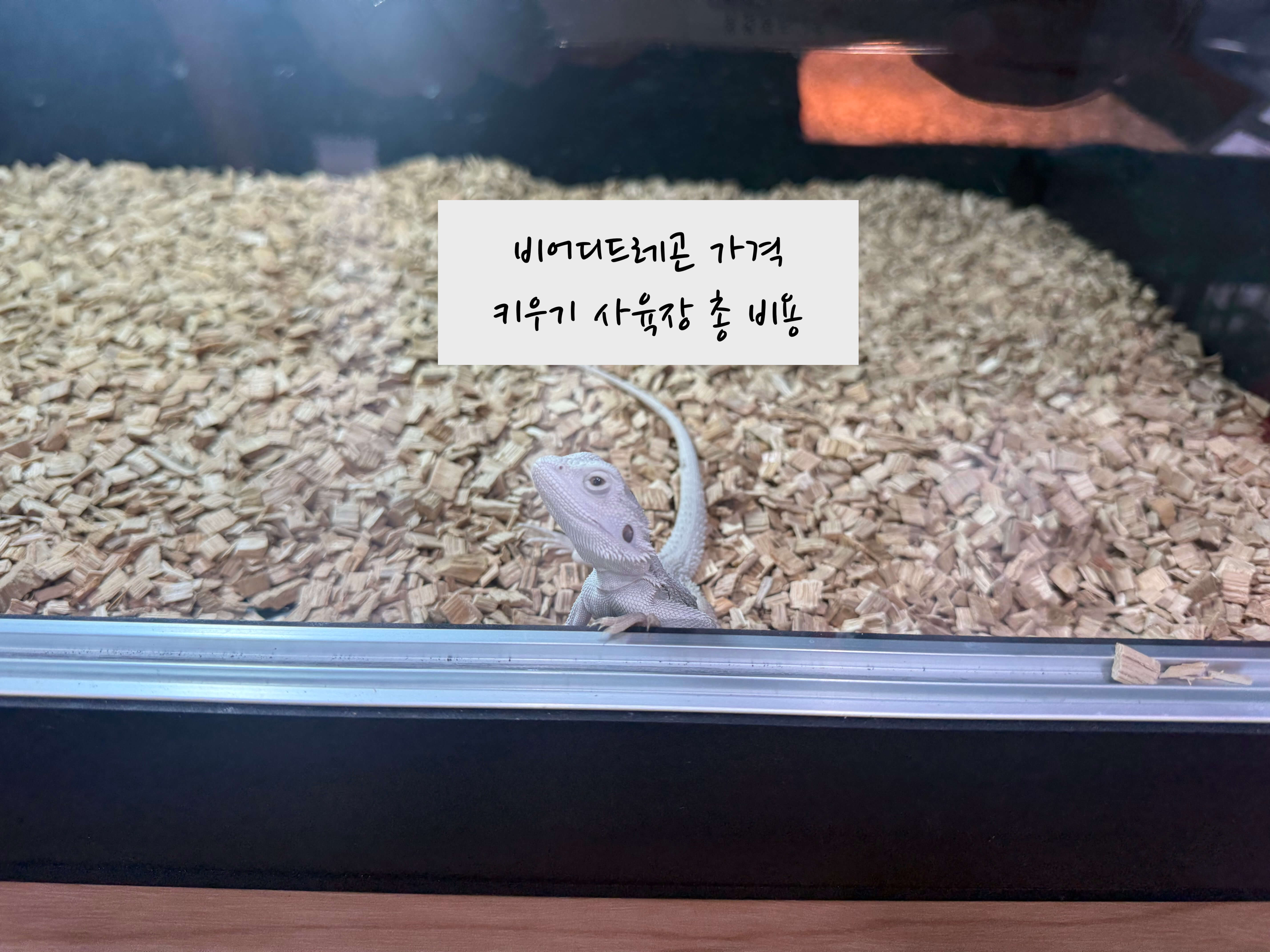 비어디드래곤 가격