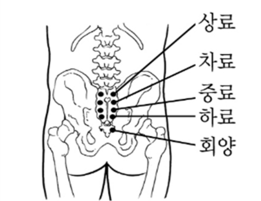인체의 365경혈 중에서 골반의 천골(천추)에 있는 상료, 차료, 중료, 하료, 회양 경혈의 위치를 해부학적인 그림으로 표시를 해주고 있는 사진