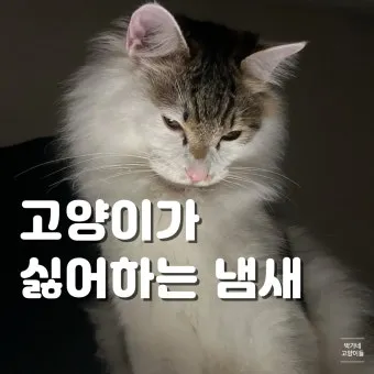 &amp;quot;고양이