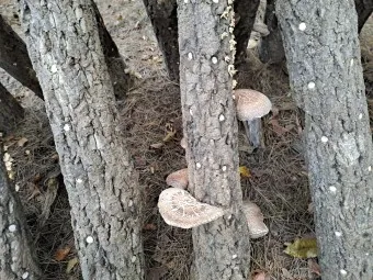 표고버섯 효능_18